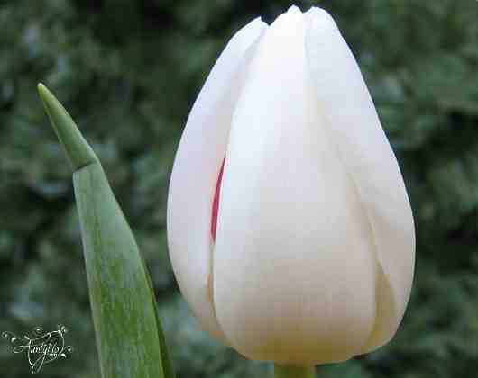 Fleur de tulipe